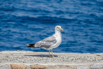 Sea gull in Giglio Island