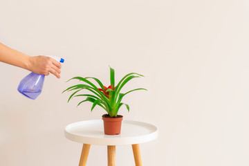 Woman spraying water on Guzmania plant in a pot on white table on neutral background, copy space. Plant care concept.