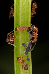 Ants and aphids on the stem of a plant - a symbiosis in the world of insects. Ants collect honeydew from aphids. An aphid produces honeydew for an ant. 