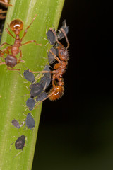 Ants and aphids on the stem of a plant - a symbiosis in the world of insects. Ants collect honeydew from aphids. An aphid produces honeydew for an ant. 