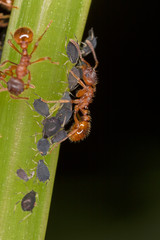 Ants and aphids on the stem of a plant - a symbiosis in the world of insects. Ants collect honeydew...