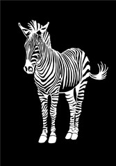 Graphical illustration of zebra isolated on black background,vector engraved illustration