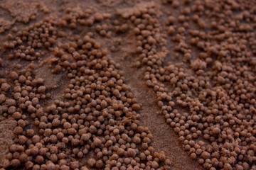 coffee beans on burlap background