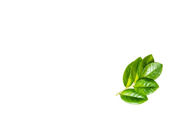 Very beautiful, fresh green leaves, Green leaf isolated on white background