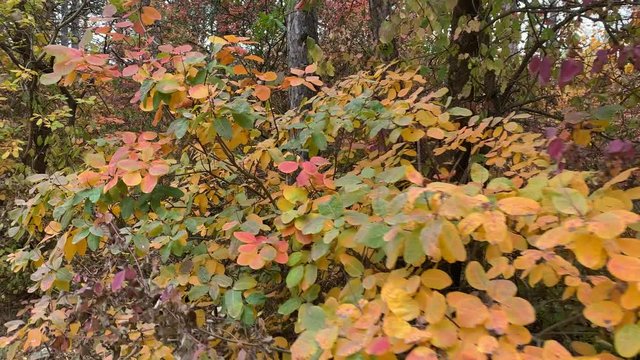 POV walk along the trail through the forest in the fall. Trees with colorful red yellow autumn leaves. Crimea, Russia.