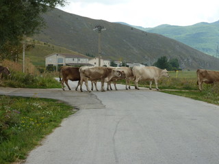 mucche in Abbruzzo