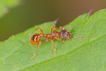 Naklejka premium Red ant on leaf. Red ant close up.