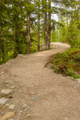 Fototapeta na wymiar Fragment of Panorama Trail in Sea to Sky Gondola Park in Vancouver, Canada.