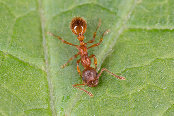 Red ant on leaf. Red ant close up.