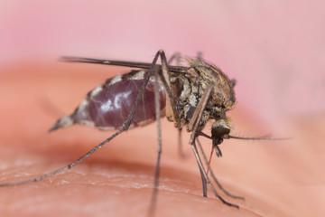 The mosquito (Culex pipiens) drinks blood on human skin. The mosquito (Culex pipiens) drinks blood, super macro.