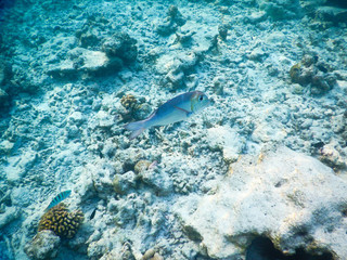 plankton and tropical fishes