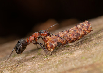 Waldameise schleppt Zapfen zum Ameisenhügel
