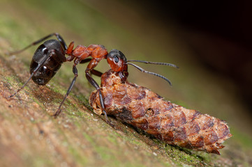 Starke Waldameise trägt Baumaterial, Klein aber Oho, Waldameise schleppt Samen zum Ameisenhügel, Ameise transportiert Erlensamen, Ameise schleppt, Waldameise schleppt Zapfen