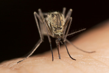 The mosquito (Culex pipiens) drinks blood on human skin. The mosquito (Culex pipiens) drinks blood, super macro.