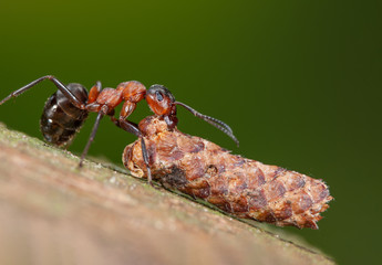 Waldameise schleppt Samen