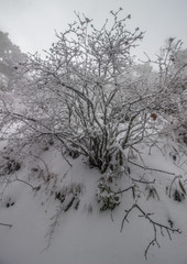 Snow covered bushSnow covered trees