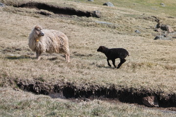 Faroese landscape with beautiful mountains with cute little lamb and sheep on the foreground