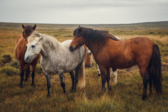 Icelandic horses in the field of scenic nature landscape of Iceland. Place for text or advertising
