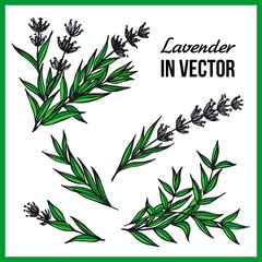 A SET OF PAINTED SPRIGS OF LAVENDER IN THE VECTOR