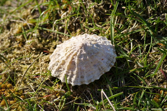 Horizontal close-up image in dark tones of back lighted cockleshell on the grass