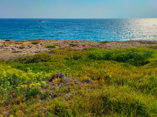 Fototapeta na wymiar Beautiful meadow near Mediterranean sea in Cyprus
