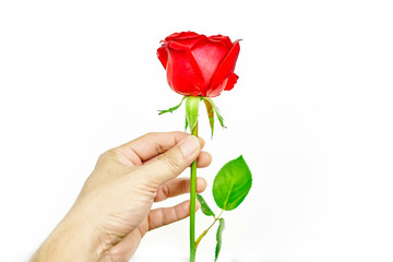 Red Rose isolated on White background Classic style