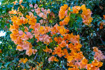 Blooming bougainvillea flowers