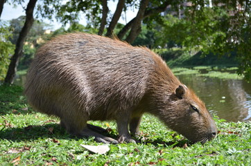 Maior Roedor do Mundo