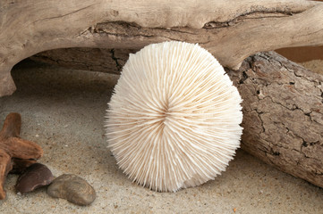 Obraz premium Mushroom Coral