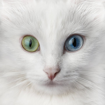  White cat with multi-colored eyes, unusual. Turkish angora with different colored eyes.
