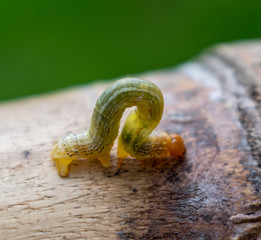 gusano