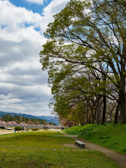 春の河川敷と並木道
