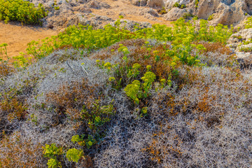 Beautiful meadow near Mediterranean sea in Cyprus