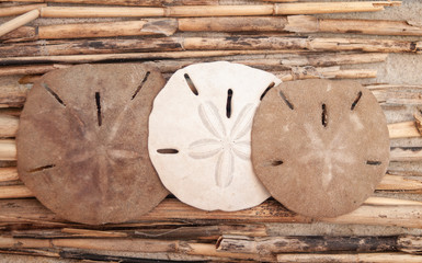 Sand dollars on driftwood
