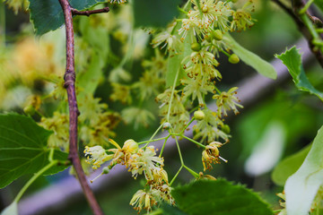 Linden Tree lime tree linden blossom in the spring.