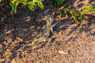 Small wild lizard on ground with garbage and cigarette ends.