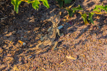 Small wild lizard on ground with garbage and cigarette ends.