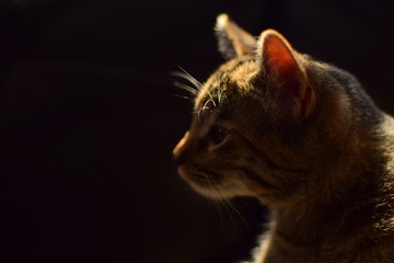 Retrato de hermoso gato en la mañana