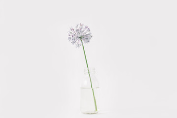 one purple round flower in a transparent glass jar on a white background