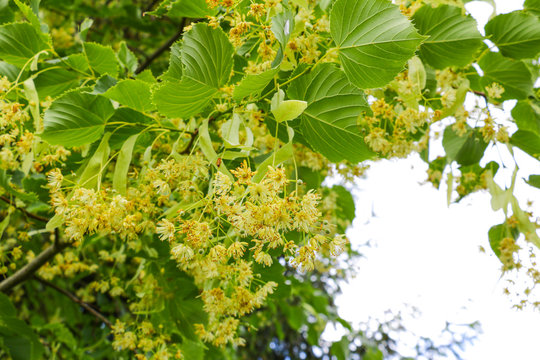 Linden Tree lime tree linden blossom in the spring.