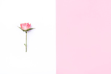 Frame of dried rose flower on white and pink background. Flat lay, top view. Copy space for text.