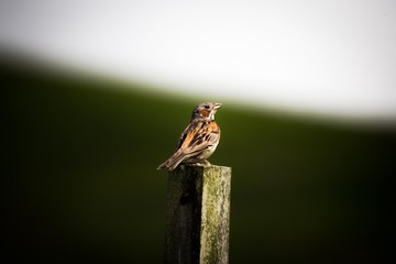 A sparrow standing on the top of the wood stick