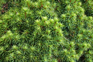 Green needle pine tree in the spring, park.