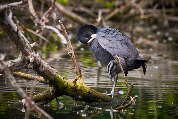 Eurasian Coot ( Fulica Atra ) Sitting on a Tree Trunk in Lake