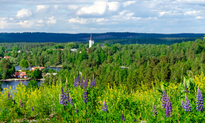 Summery landscape with lupines