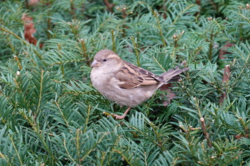 Spatz