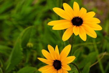 Black-eyed Susan Flowers in the spring or summer.
