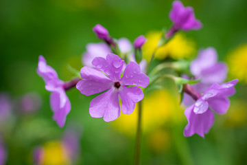 Fototapeta premium Pink phlox flower close up.
