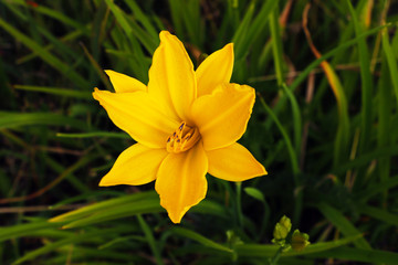 Yellow Narcissus - daffodil on a green background Spring flower daffodil narcissus , close-up in the garden.