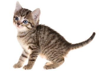 Shorthair brindled kitten playful isolated
